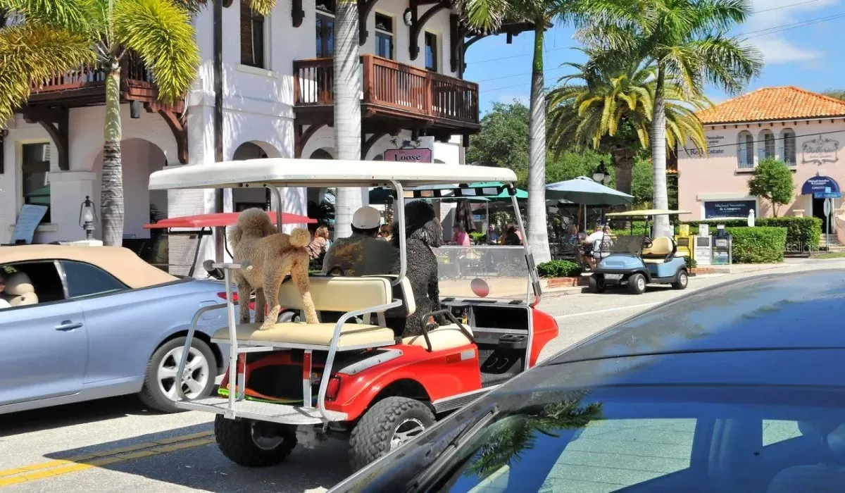 Pet Friendly Town