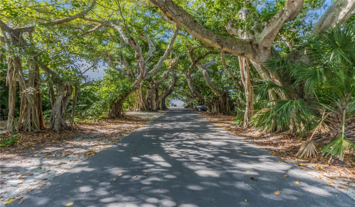 Banyan Street